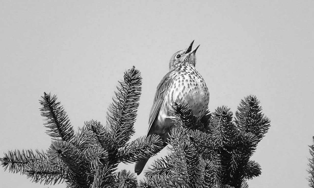 thrush image